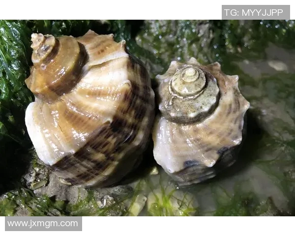 海螺图片趣味竞猜足球明星谁能猜出这些海螺背后的传奇球员故事